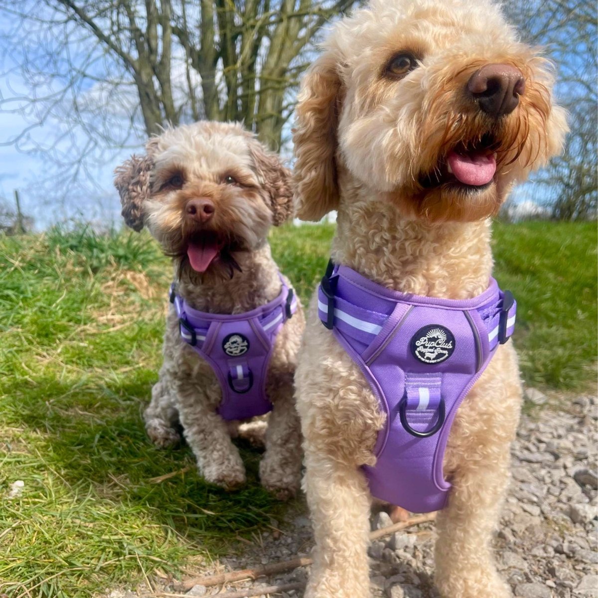 Rugged Rover Harness, Lilac