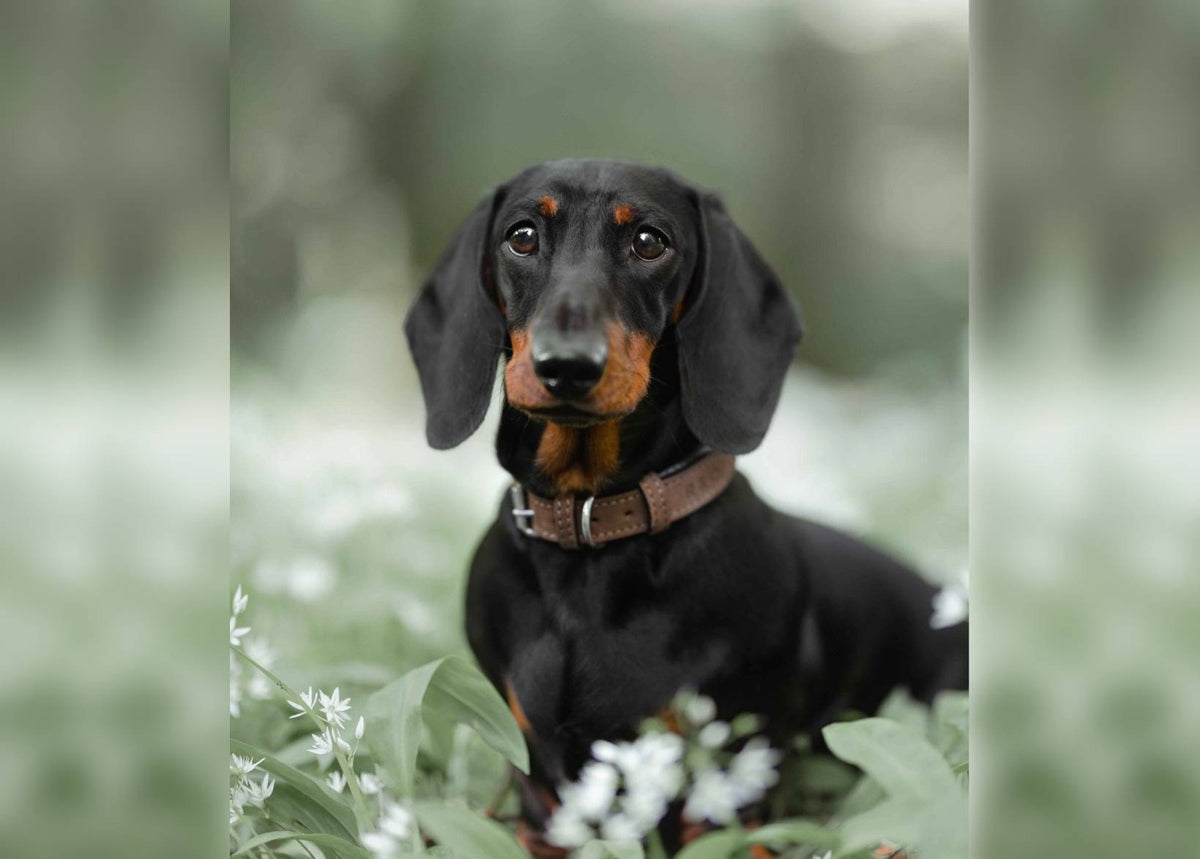 Lincoln Tweed Collar, Brown
