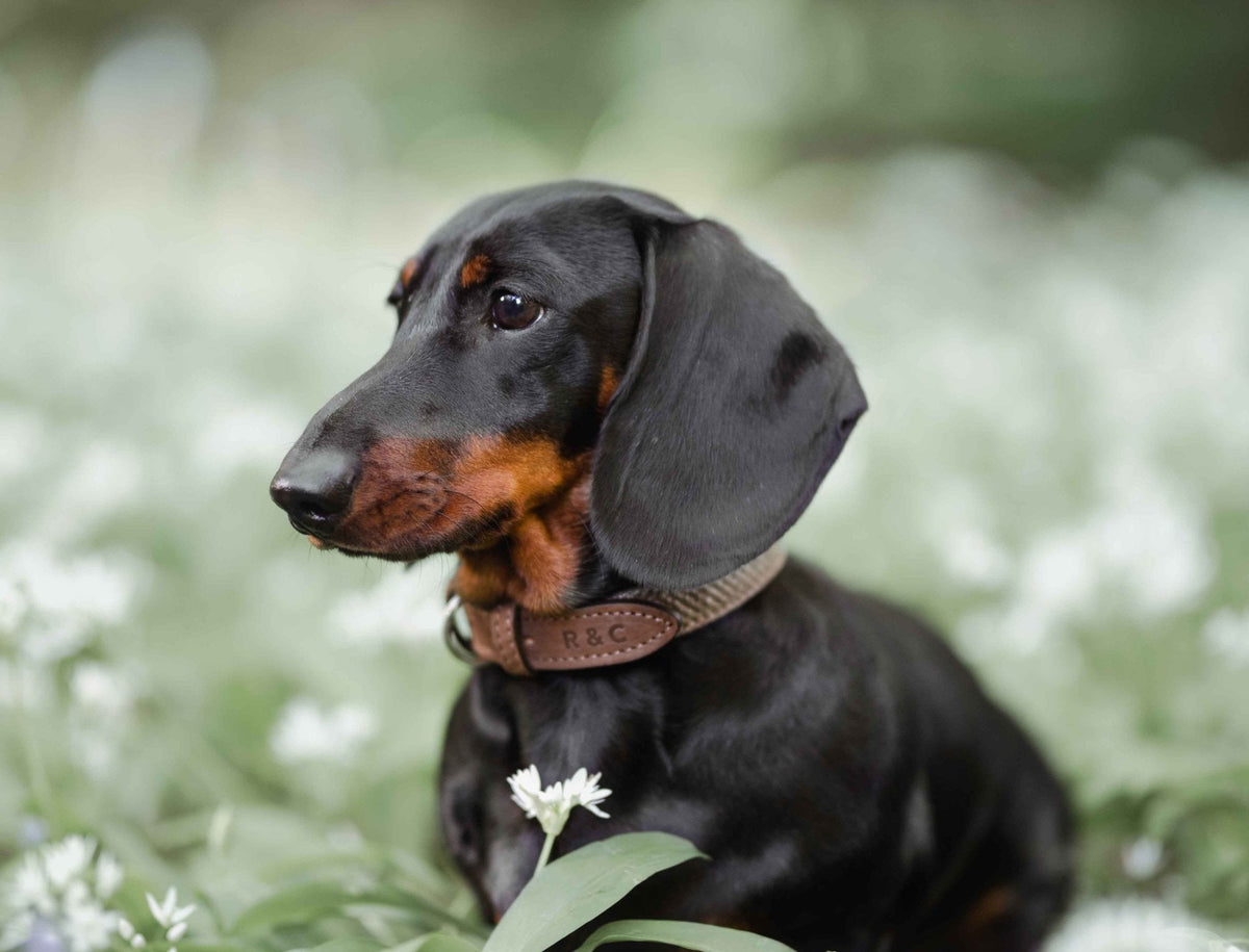 Lincoln Tweed Collar, Brown