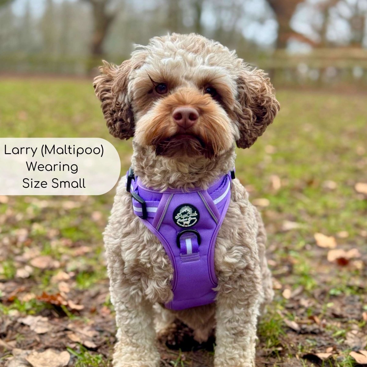 Rugged Rover Harness, Lilac