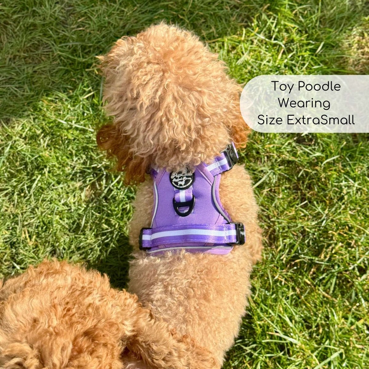Rugged Rover Harness, Lilac