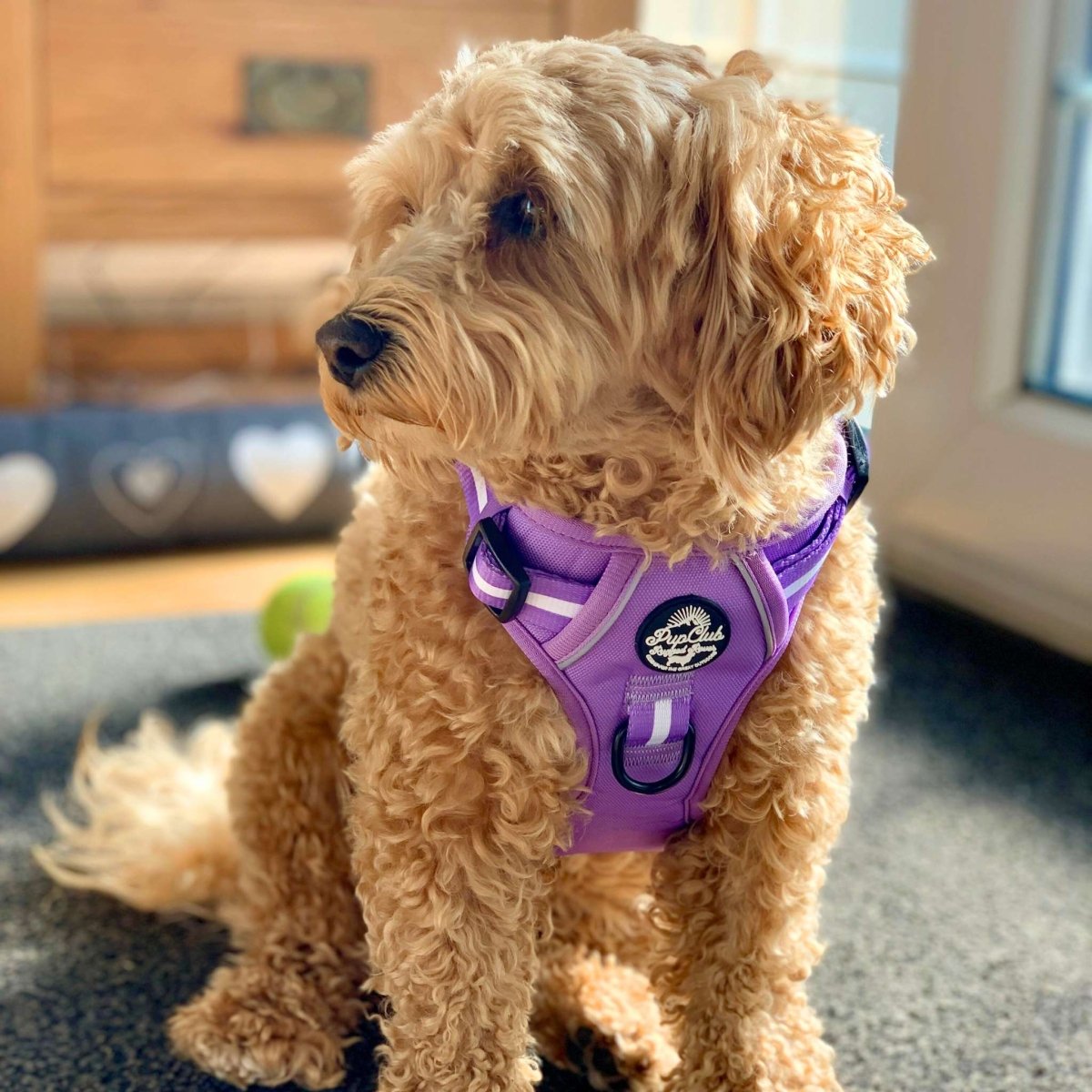 Rugged Rover Harness, Lilac