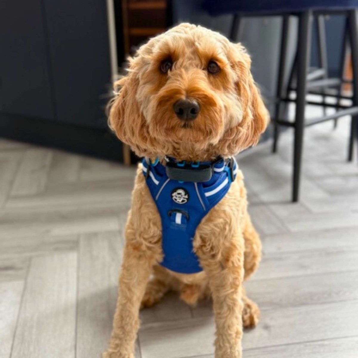 Rugged Rover Harness, Blue