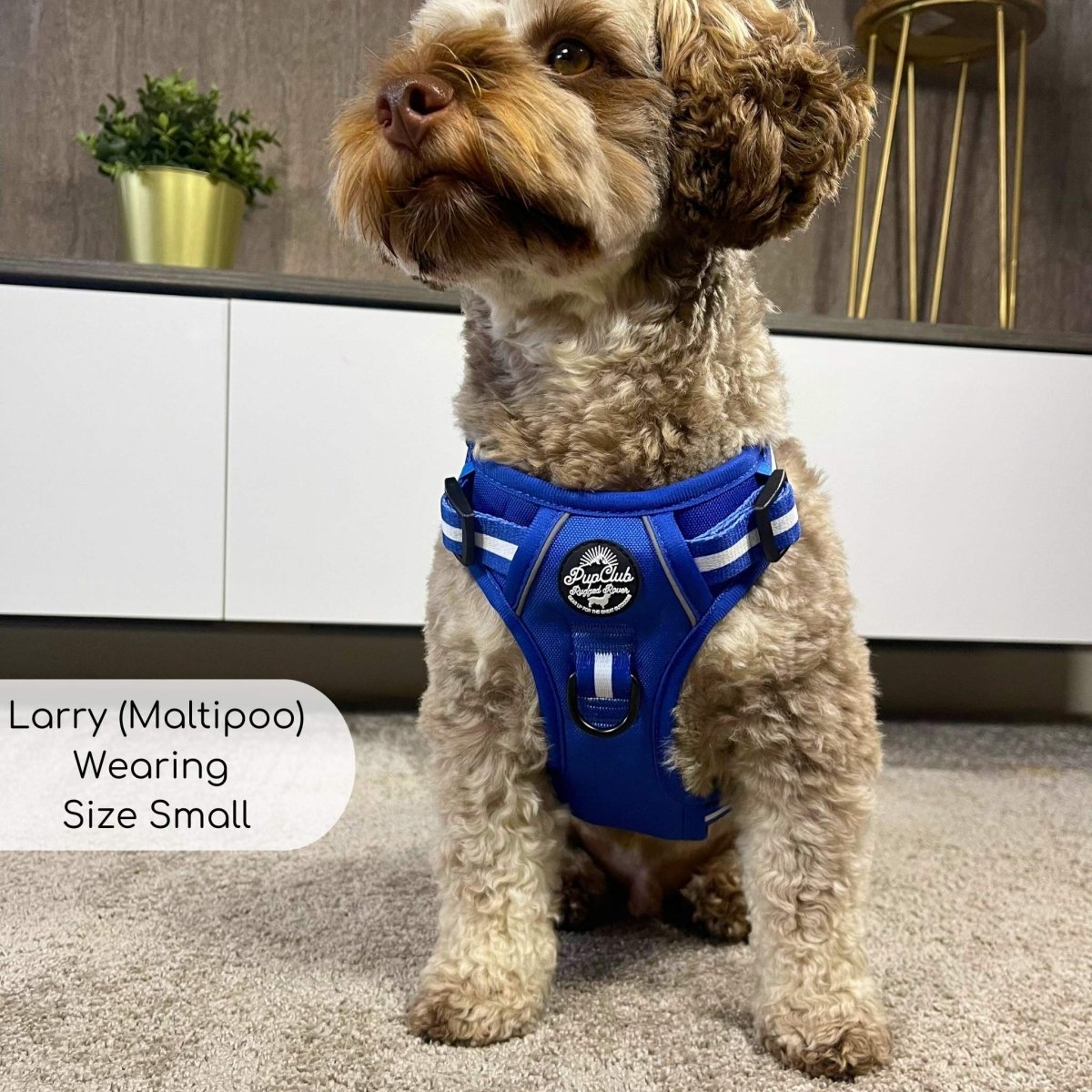 Rugged Rover Harness, Blue