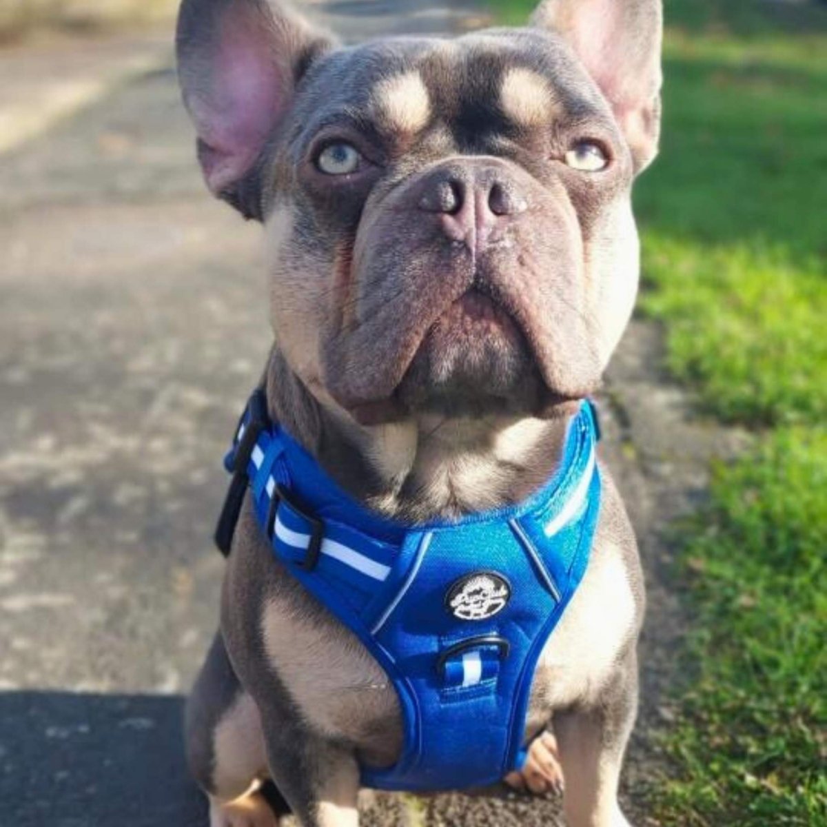 Rugged Rover Harness, Blue