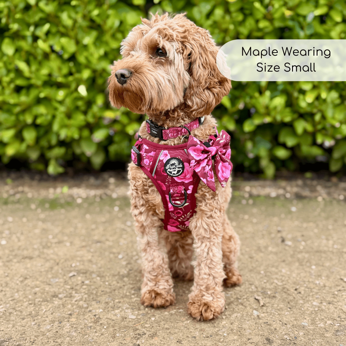 Rugged Rover Harness, Burgundy