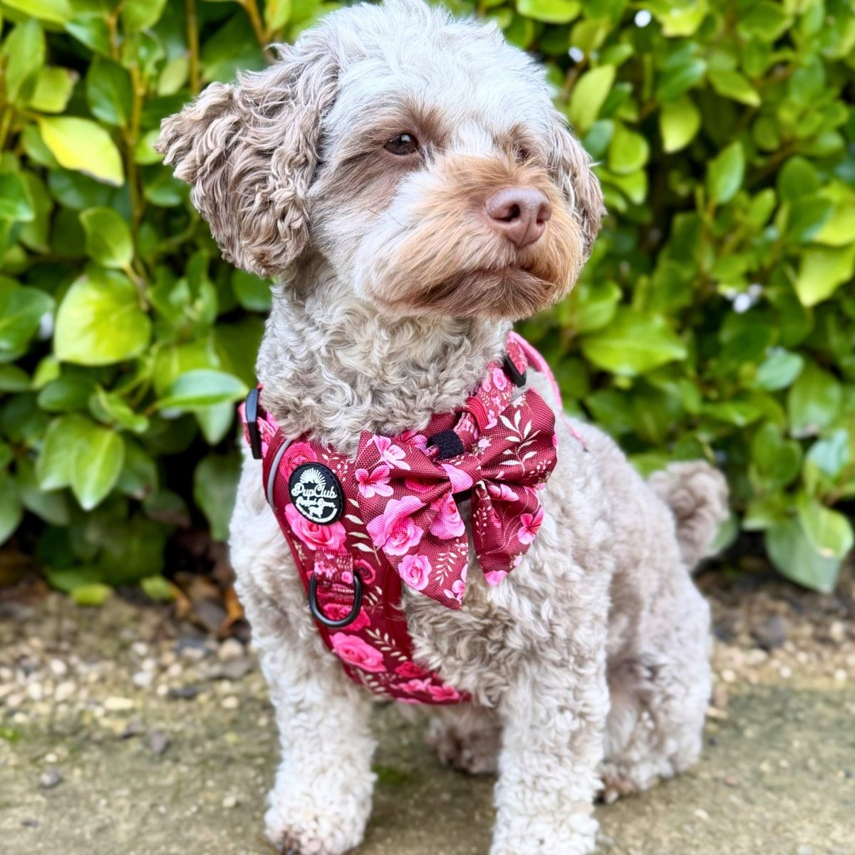 Rugged Rover Harness, Burgundy