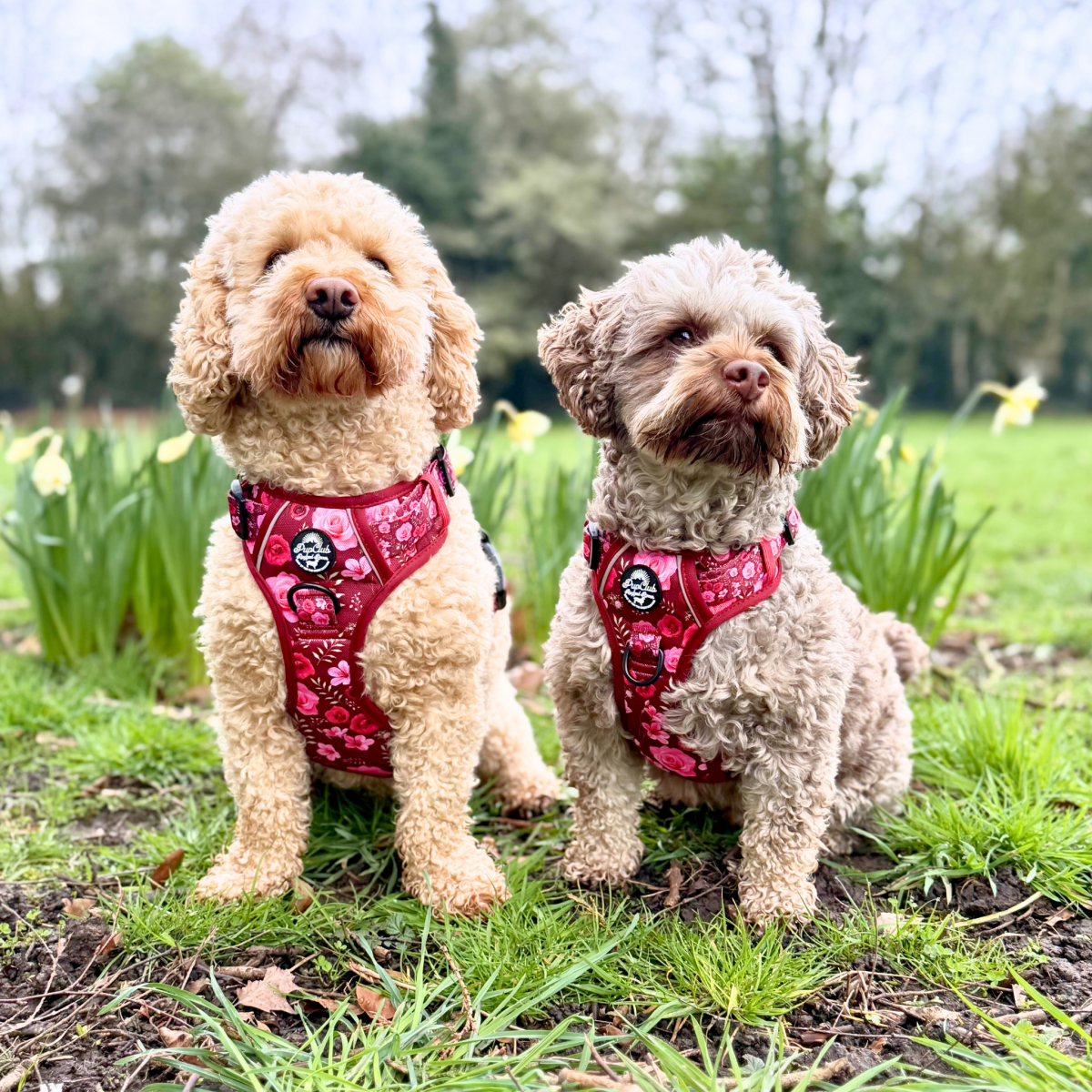 Rugged Rover Harness, Burgundy