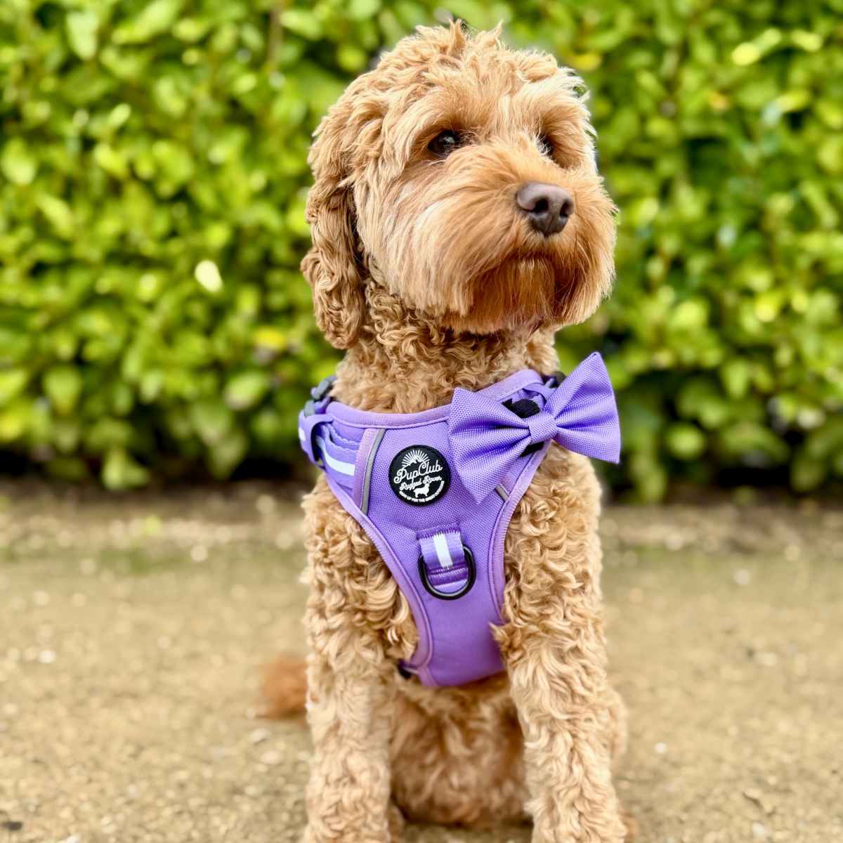 Rugged Rover Harness, Lilac