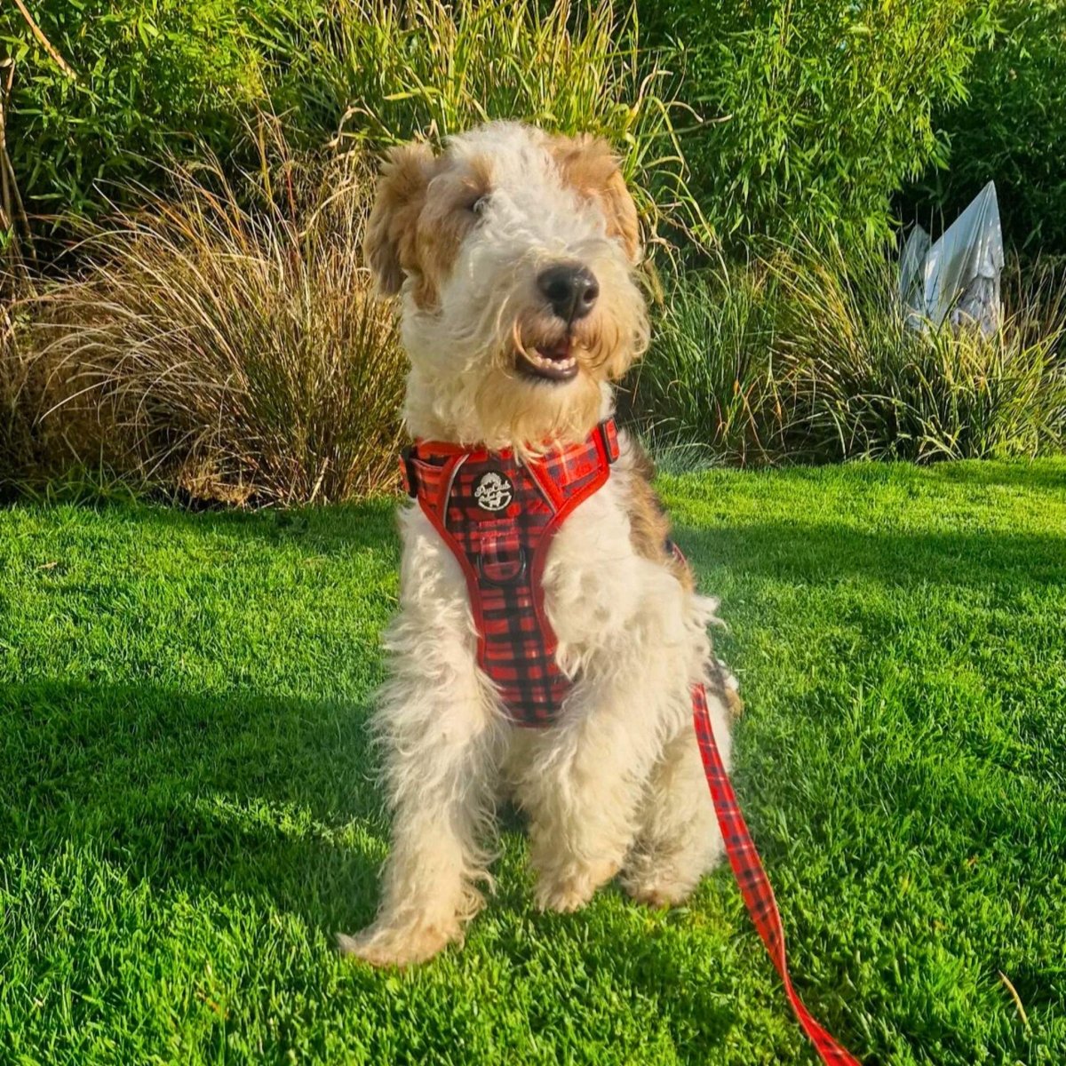 Rugged Rover, Red Tartan